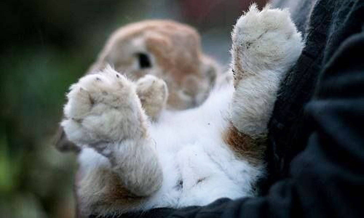 Why You Need to Protect Your Bunny's Feet and How? - Made Terra