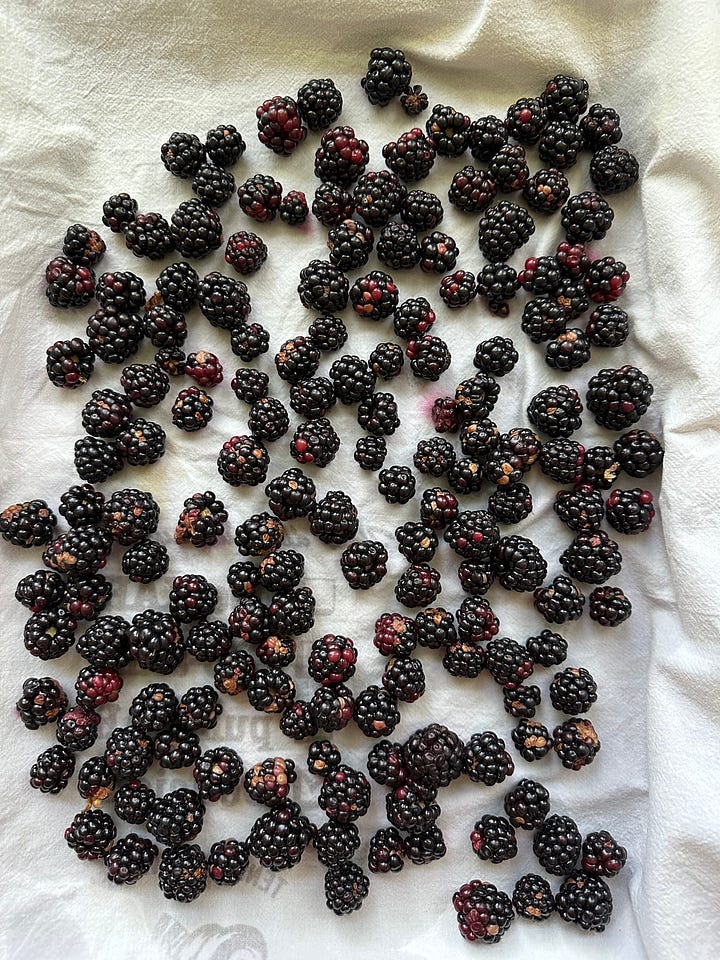 left image shows blackberries in water and right image shows them drying on a towel
