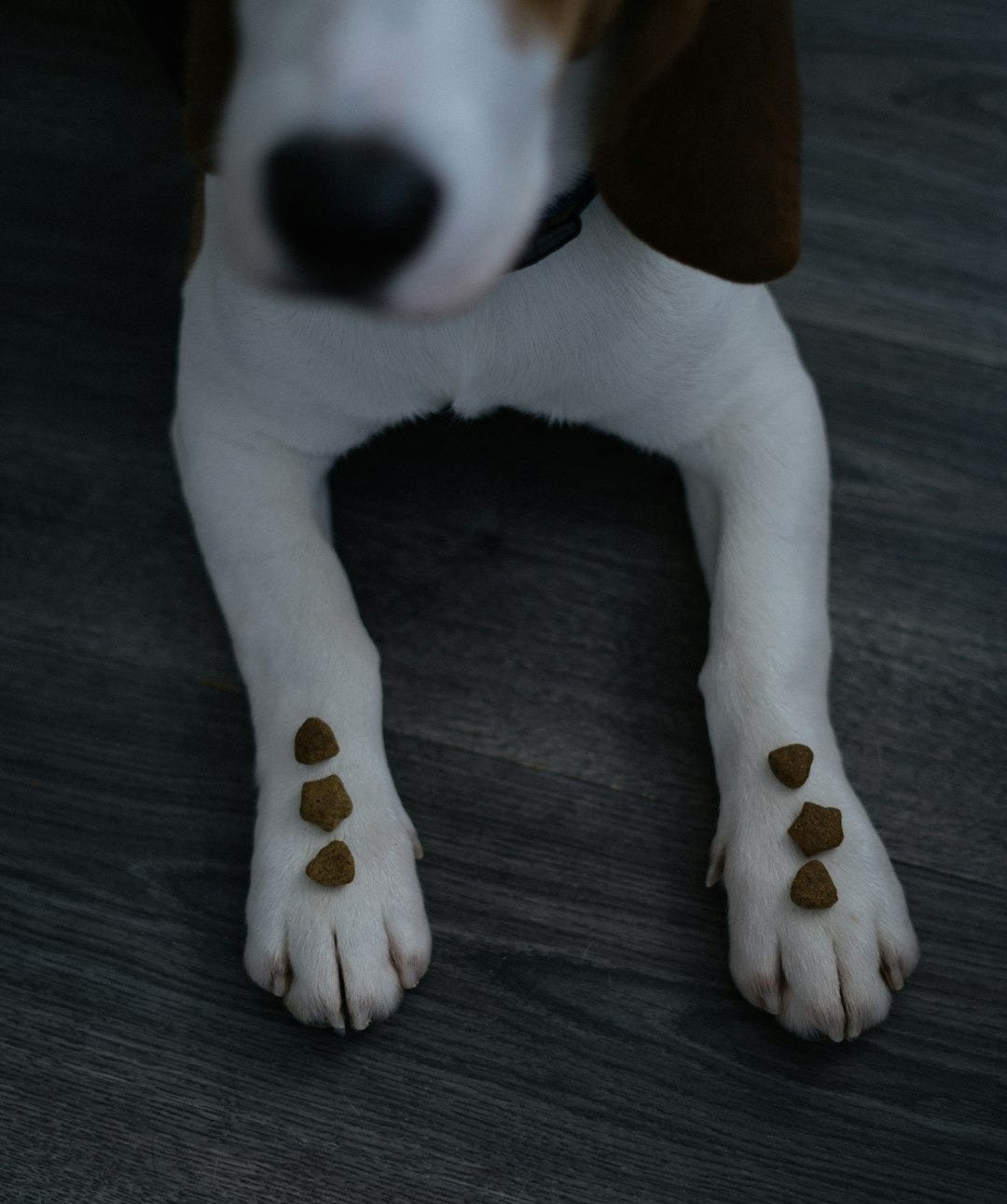 a brown and white dog laying on top of a wooden floor