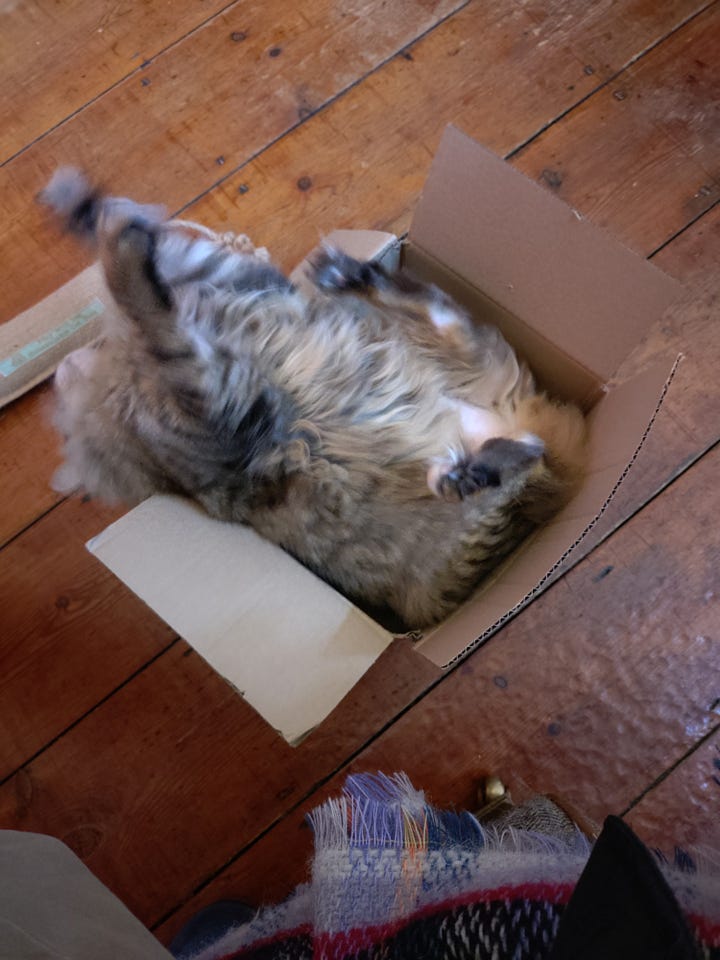 Two photos. In the left hand photo, Milly is lying curled up in a box that is slightly too small for her. In the right-hand picture, she is stretching and about to fall out of the same too-small box.