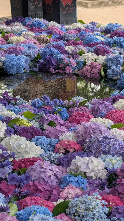 Concert, mer d'hortensias à Dazaifu et yosakoi