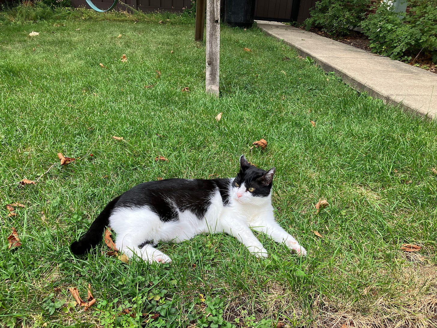 ALT Text: A black and white cat sitting in green grass with a swing set behind him, a few brown leaves on the grass. 