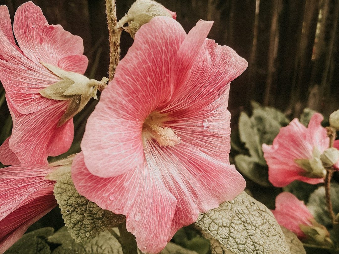 pink flower in macro shot pink flower in macro shot