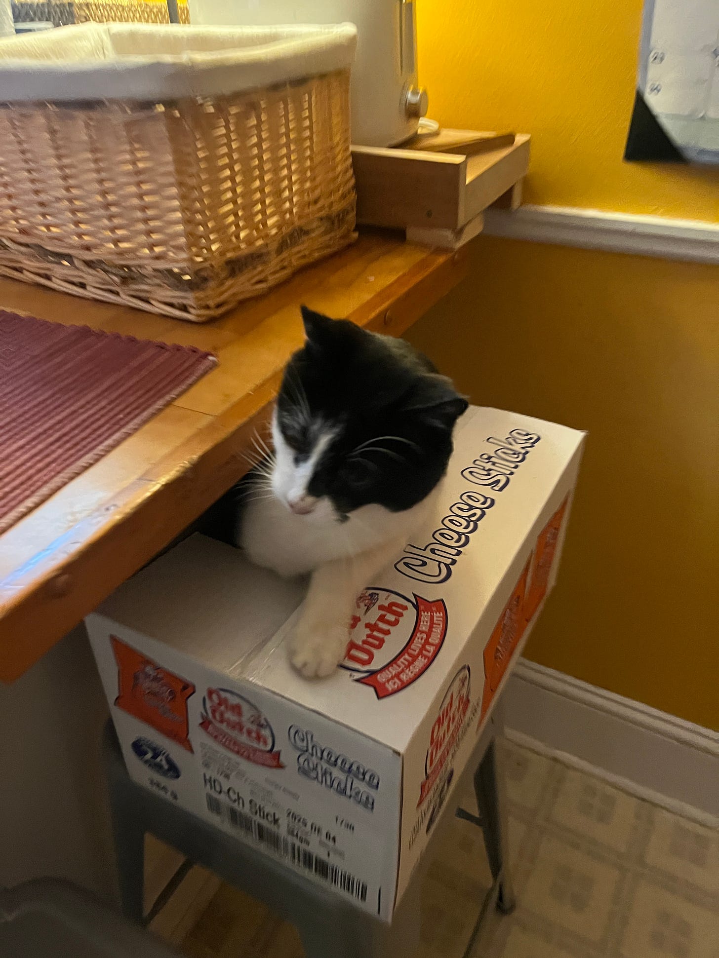 Lolo, our black and white cat, crawls out of the top of a box of hallowe'en treats