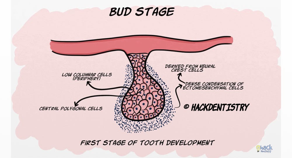 Development and growth of teeth Part I: Initiation, bud & cap stage