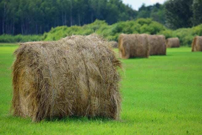 hay bales on the field hay bales on the field