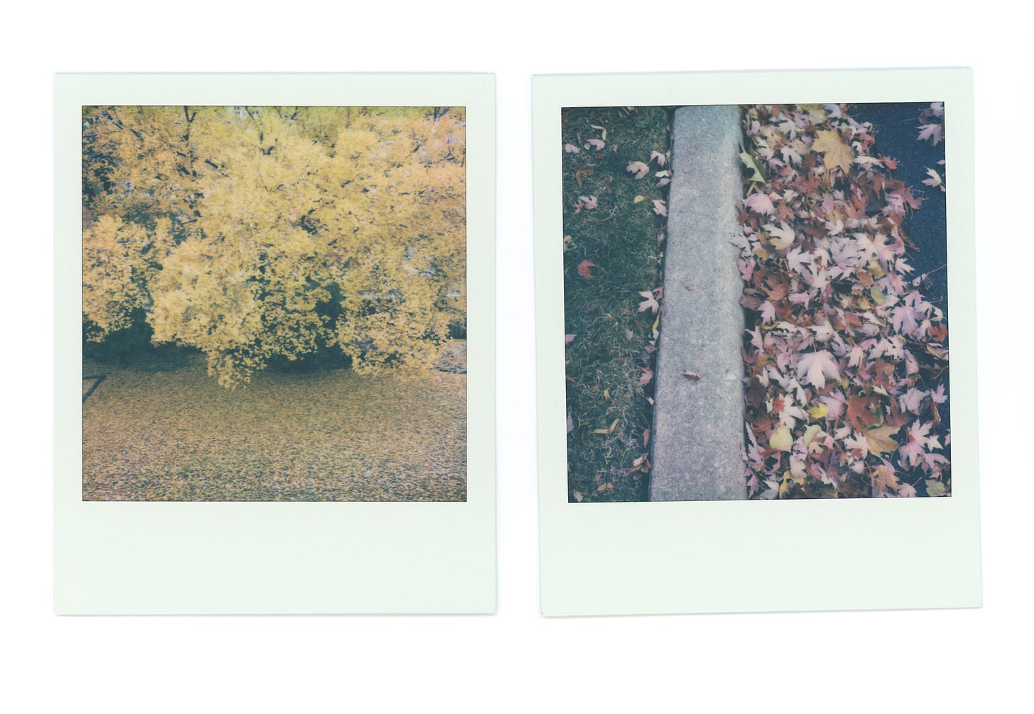 two polaroid of fall scenes. the one on the left is a sprawling elm tree with bright yellow leaves, many of which have fallen and made a carpet beneath the tree, covering the grass. the one on the right shows a pile of bright red maple leaves filling a gutter in the street.