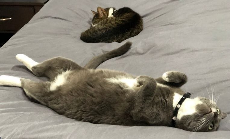 Margo is lying on its back on a bed with another cat curled up next to it. Margo is wearing a black collar with hearts and its expression is distant. Margo is lying on its back on a bed with another cat curled up next to it. Margo is wearing a black collar with hearts and its expression is distant.
