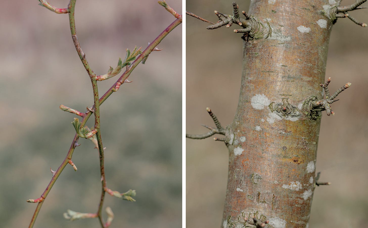 Close up of tree branches and trunk in spring