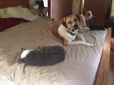 Newman with the various pets