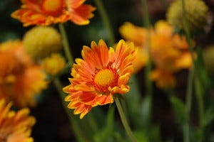 Gloriosa greets the day in the cheerful way, that daisies all share.