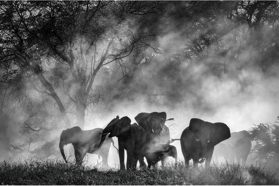 Biennale Cinema 2025 | Ghost Elephants