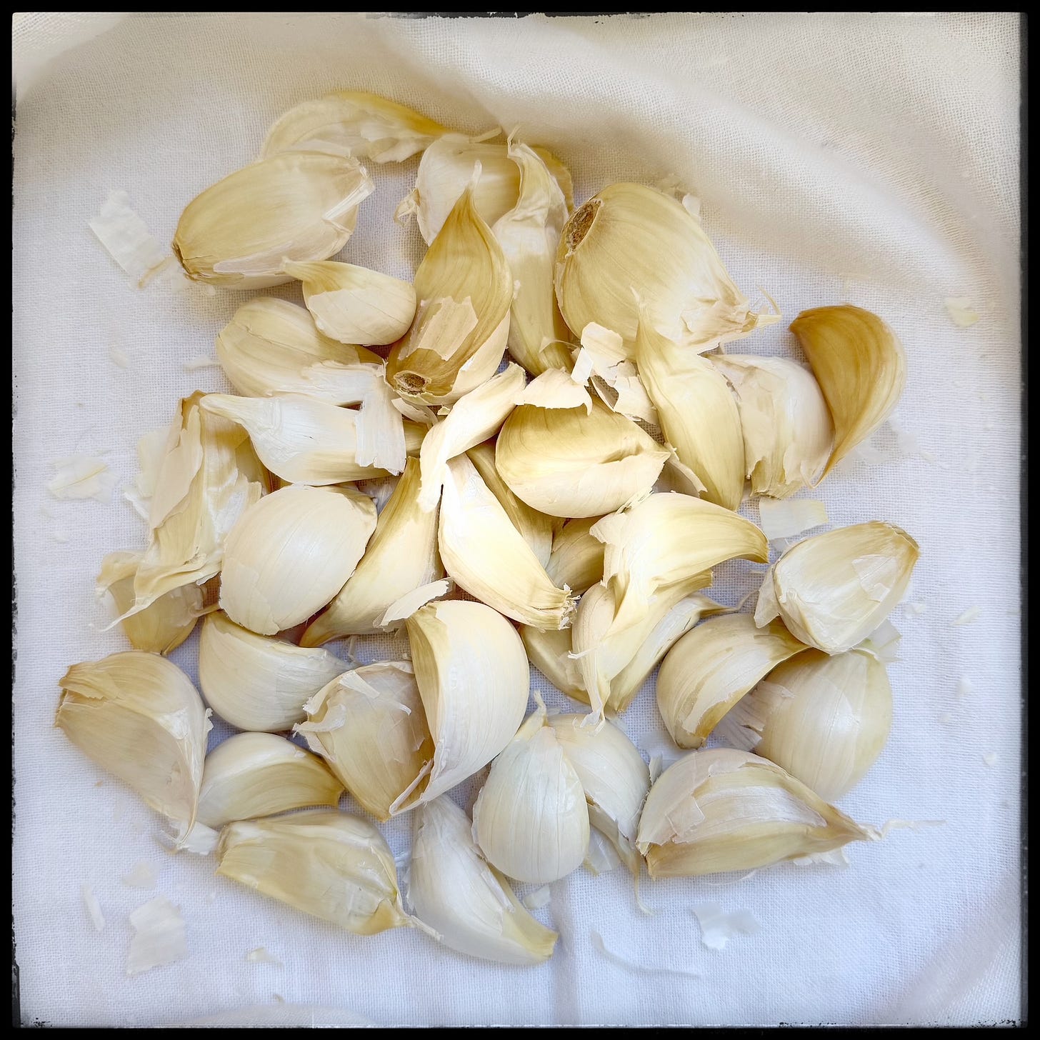 40 cloves of garlic nesting in a flour sack towel. 