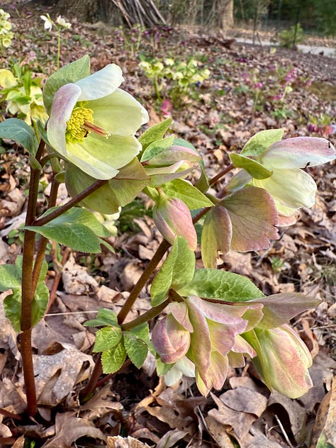 A few flowers on Hellebore Hill this month.