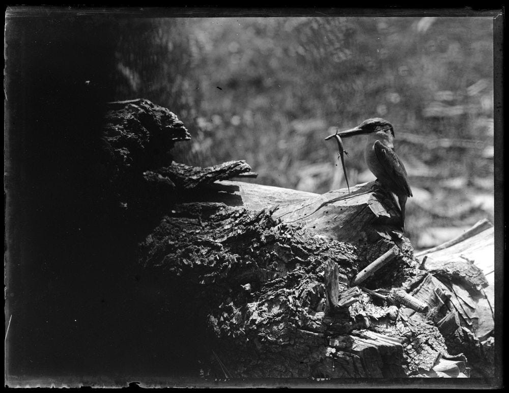 A.001978; Kingfisher (Halcyon sancta); circa 1910; Guthrie-Smith, Herbert