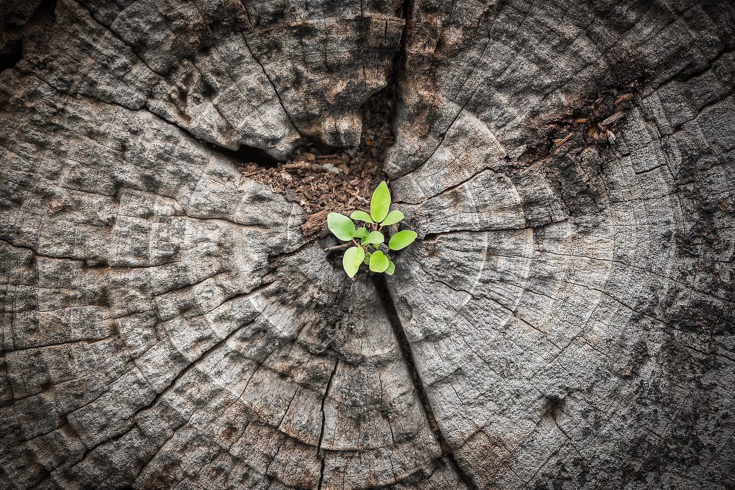 a few new green leaves growing from the center of a dead tree stump
