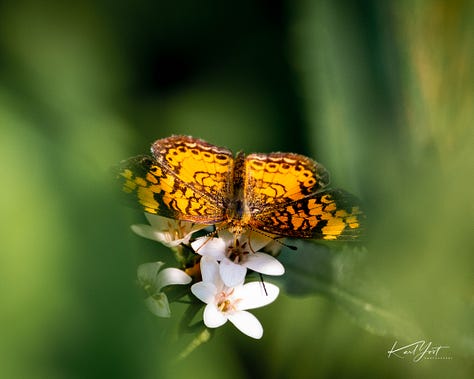 flowers with various insects on them or approaching