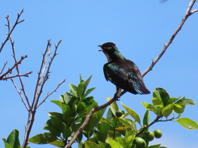 Diedrick’s Cuckoo