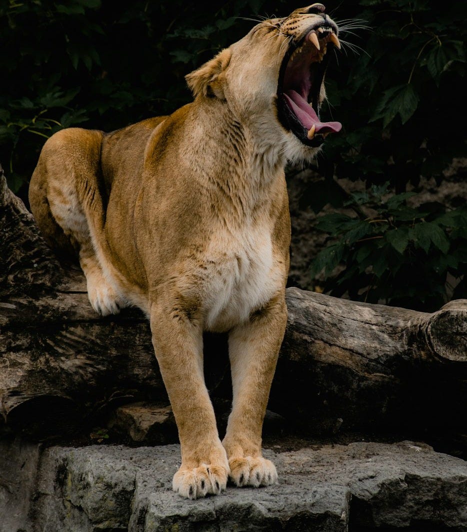 brown lioness lying on brown rock during daytime