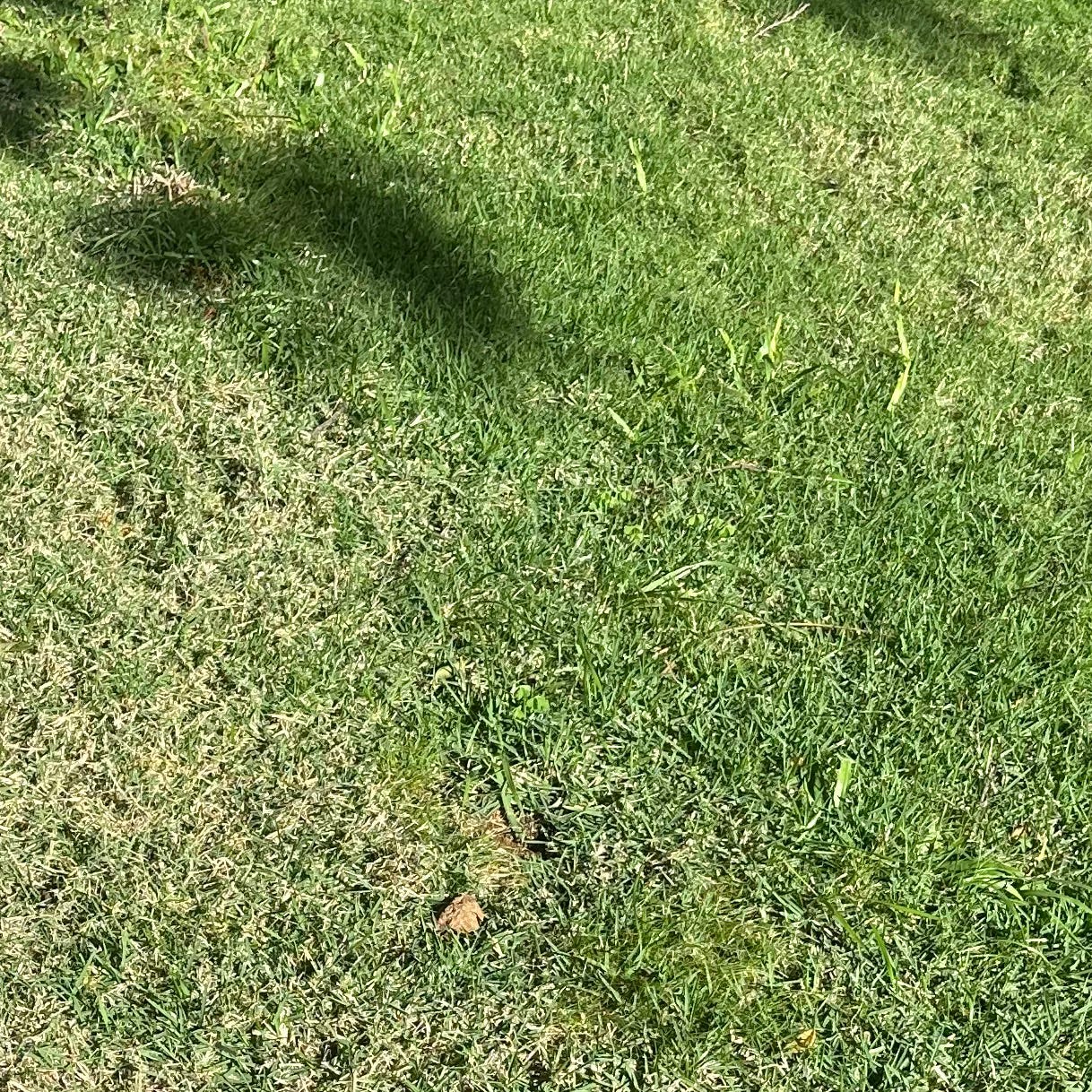 Supamalaman’s Newsletter