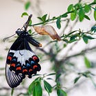 A Butterfly Garden