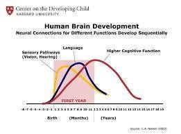 May be an image of text that says 'Center on the Developing Child KARNARD UNIVERSITY Human Brain Development Neural Connections for Different Functions Develop Sequentially Language Sensory Pathways (Visioin, (Vision,Heering) Hearing) Higher Cognitive Function FIRST YEAR EL Birth (Montha) (Years) ข0/ SOVTK.CAN EA S0800 มมาดงจุ'