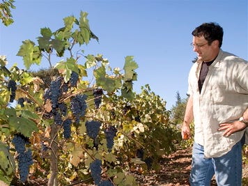 Artrob_in_vineyard Artrob_in_vineyard