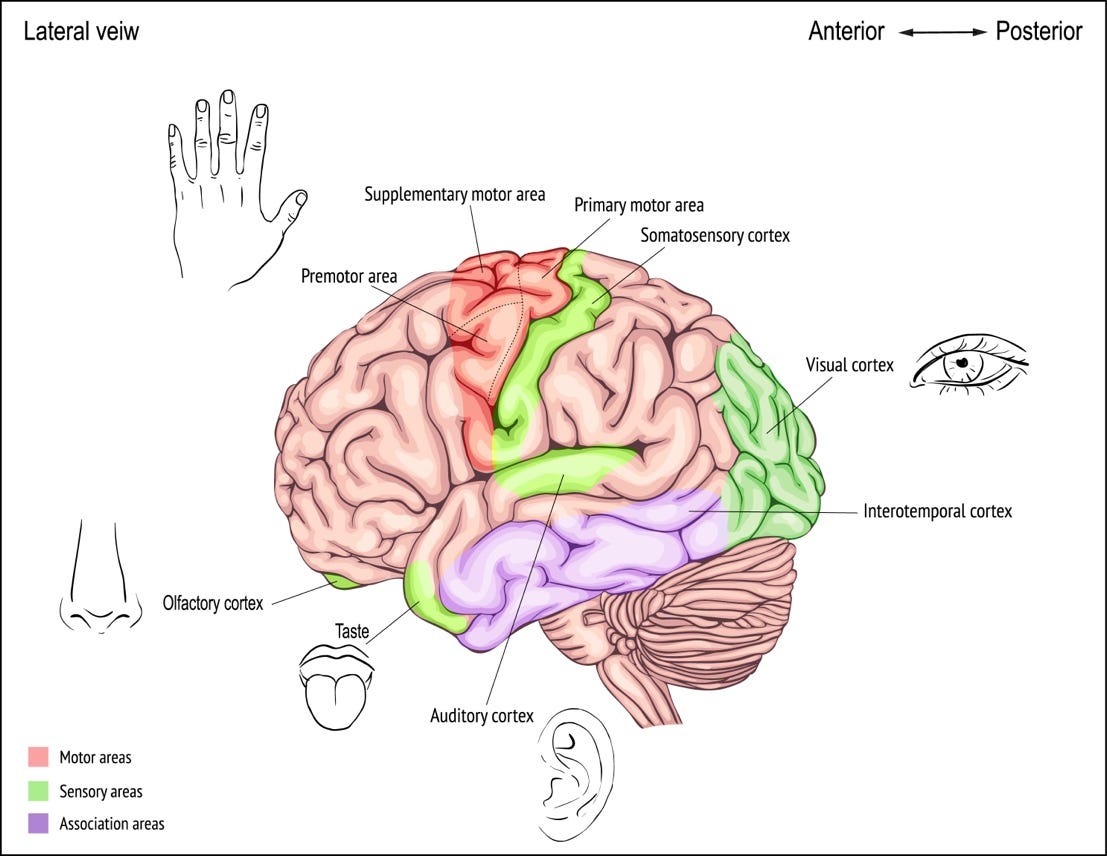A diagram of the human brain noting different parts of the brain where components of memory ar stored, ie:  sights, sounds, smells, sensations, tastes

