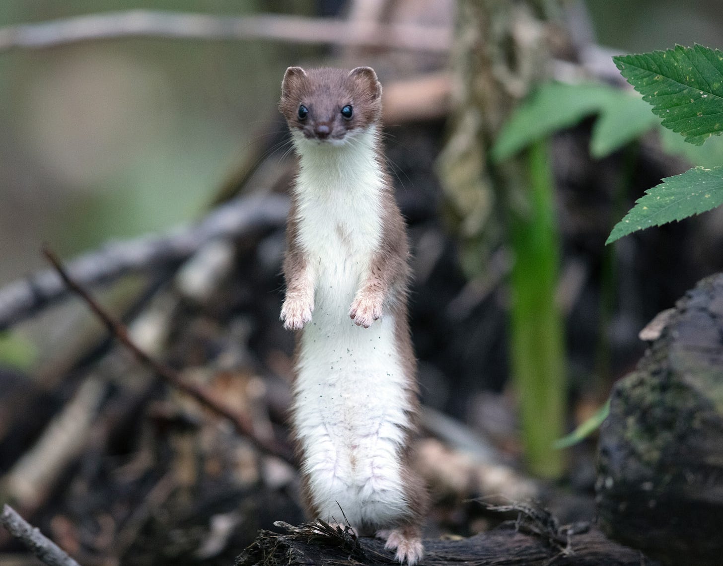 A brown weasel with a white belly and paws standing on its hind legs and looking adorable A brown weasel with a white belly and paws standing on its hind legs and looking adorable