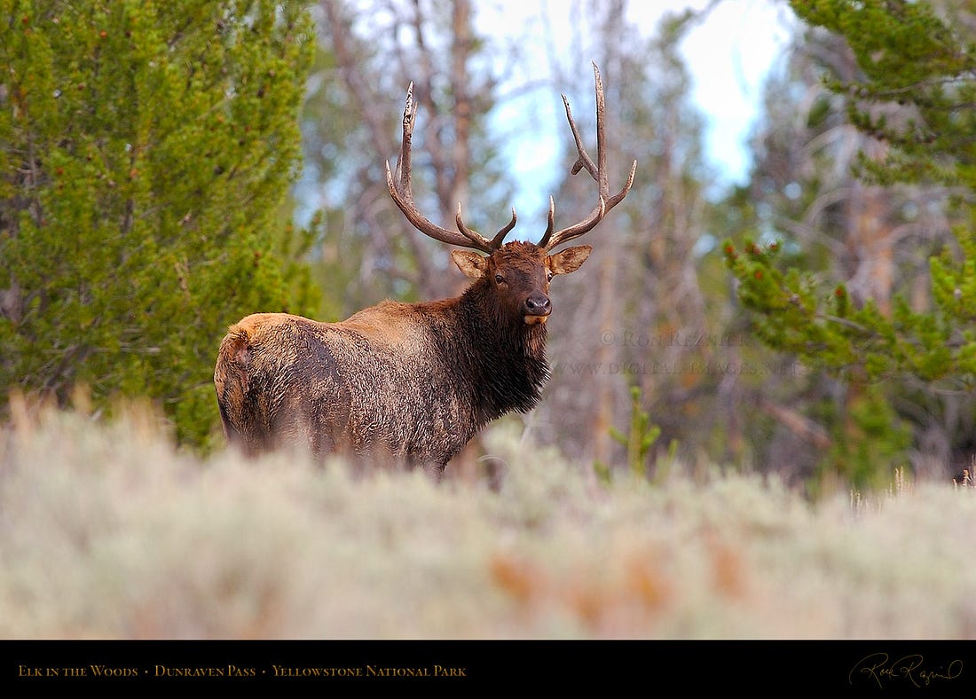 Elk, Yellowstone National Park