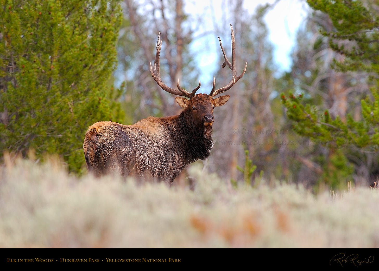 Elk, Yellowstone National Park Elk, Yellowstone National Park