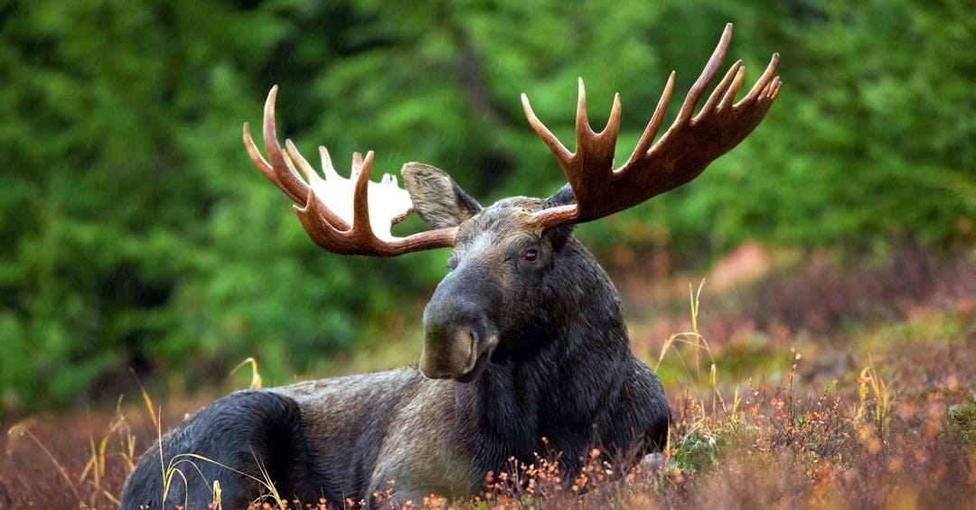 black moose lying on field during daytime