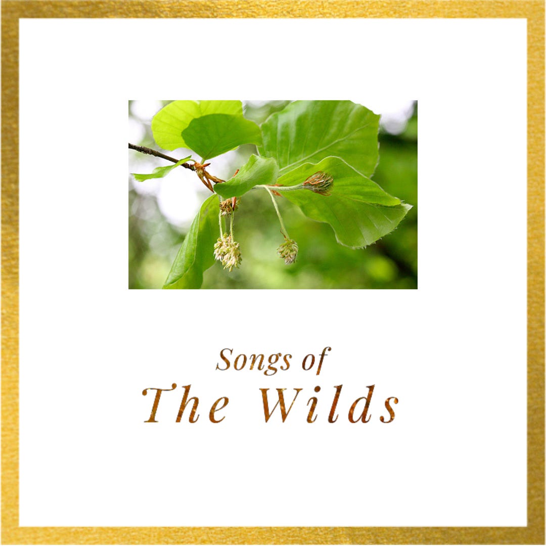 Songs of the Wilds