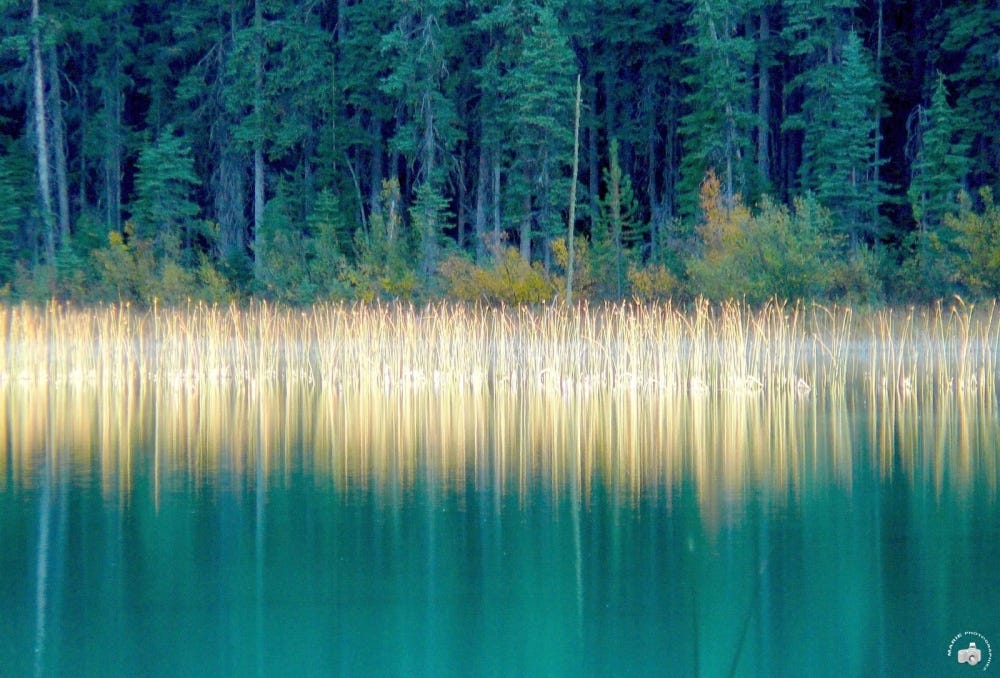 Les lucioles / The fireflies