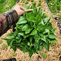 Farmer Rox Writes's avatar