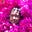 Kawandeep's avatar