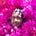 Kawandeep's avatar