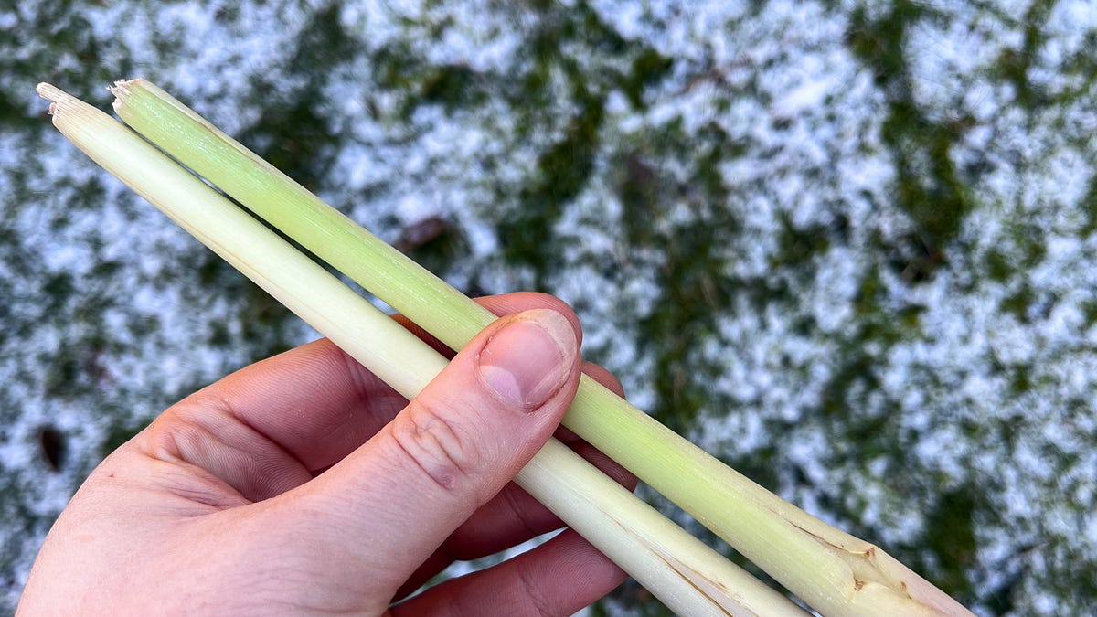 Lemongrass. - by Rachel Phipps - ingredient