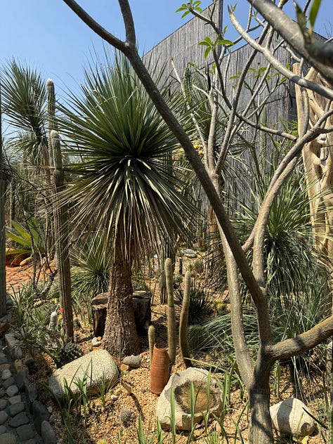 Nine photos displaying an array of cacti.