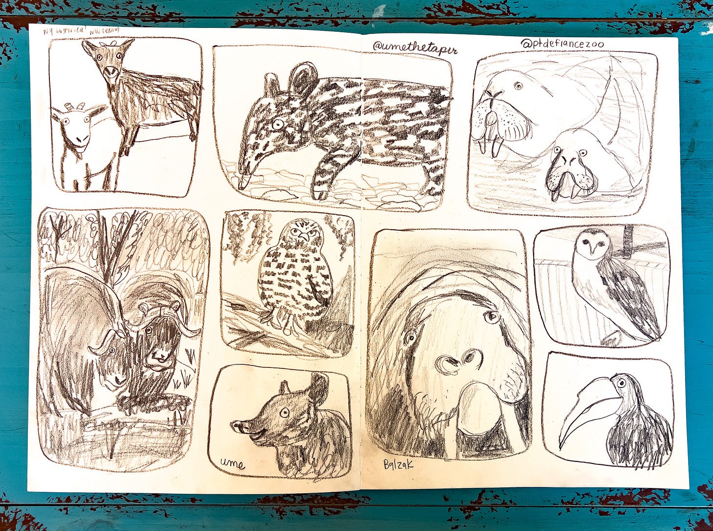 sketches of animals from the Point Defiance Zoo and Aquarium by Beth Spencer