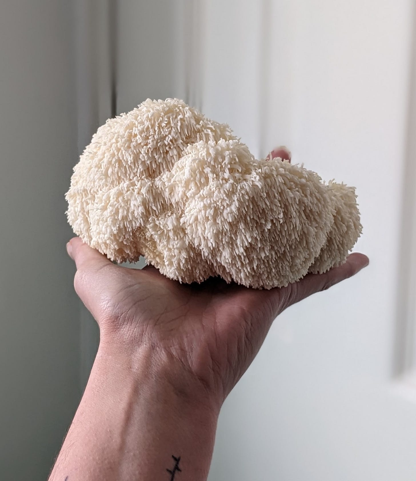 lions mane mushroom home grown