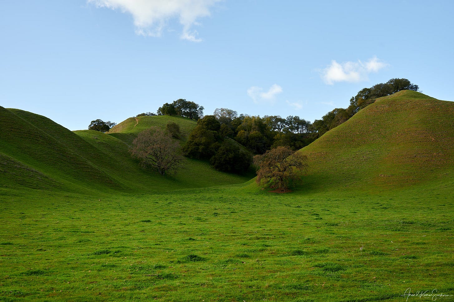 May be an image of nature, grass and tree