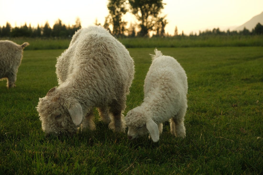 Soils, Baby Goats, and Sock Making Soils, Baby Goats, and Sock Making