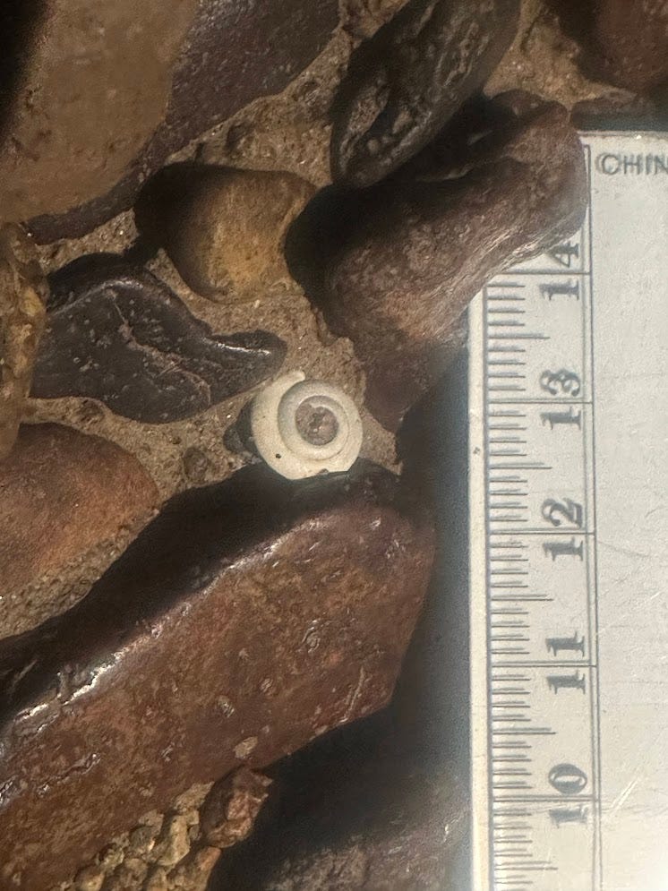 A snail shell close-up, with a ruler for scale. The snail shell is about 8mm wide. A snail shell close-up, with a ruler for scale. The snail shell is about 8mm wide.