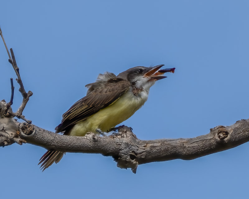 20250822-BoxCanyon-176-Edit.jpg 20250822-BoxCanyon-176-Edit.jpg