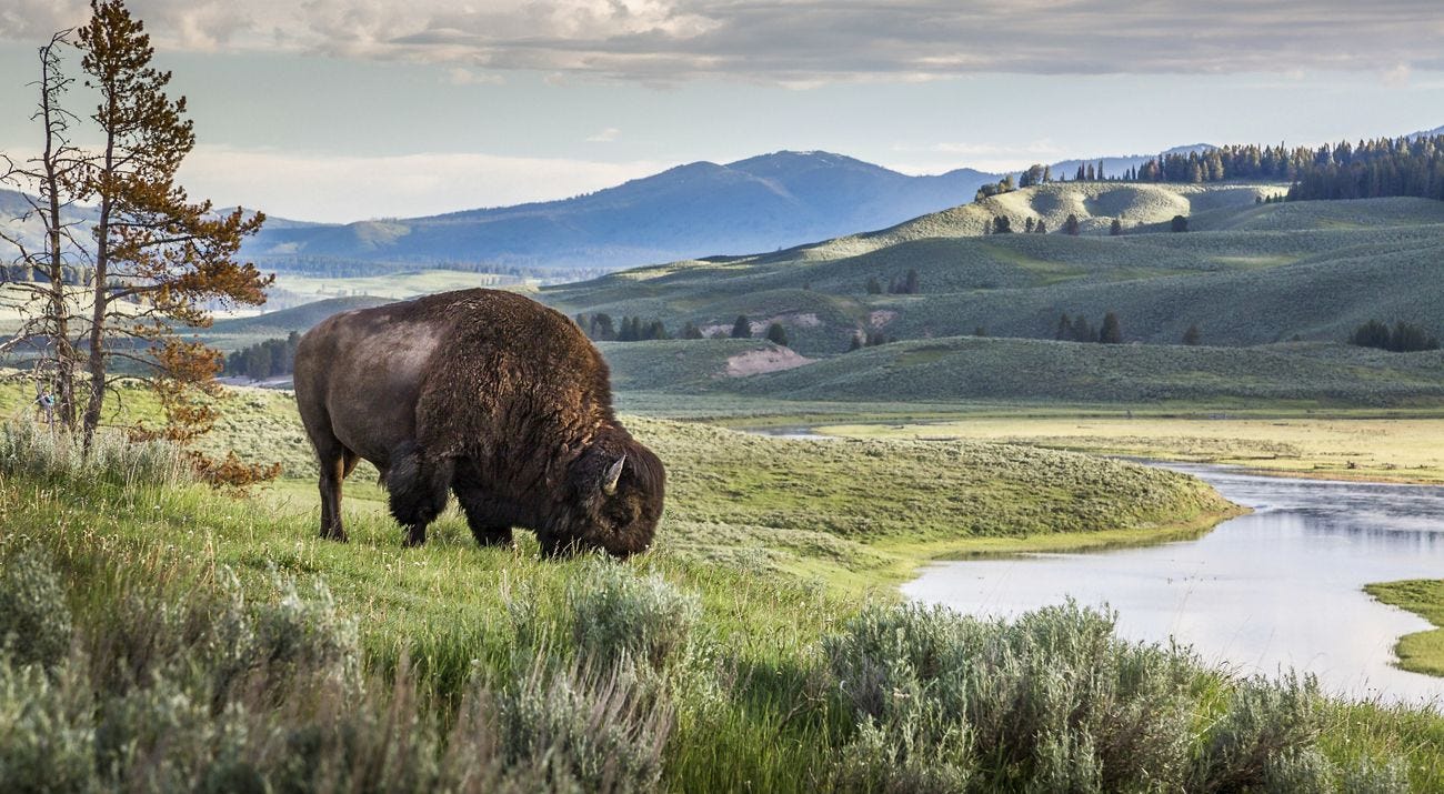 Greater Yellowstone | The Nature Conservancy