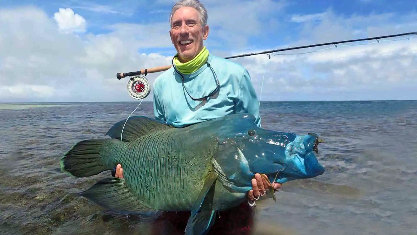 The Napoleon Wrasse, or Humphead Wrasse, reaching nearly 6 feet and tipping the scales at a hefty 400 pounds, this species is among the largest fish to call coral reefs home.