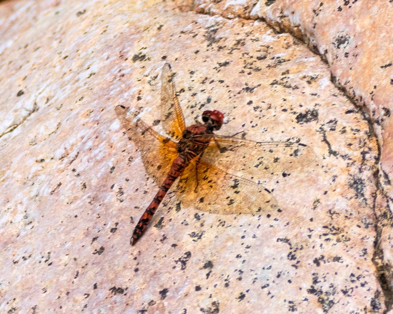 20260717-MaderaCanyon-115-Edit.jpg 20260717-MaderaCanyon-115-Edit.jpg