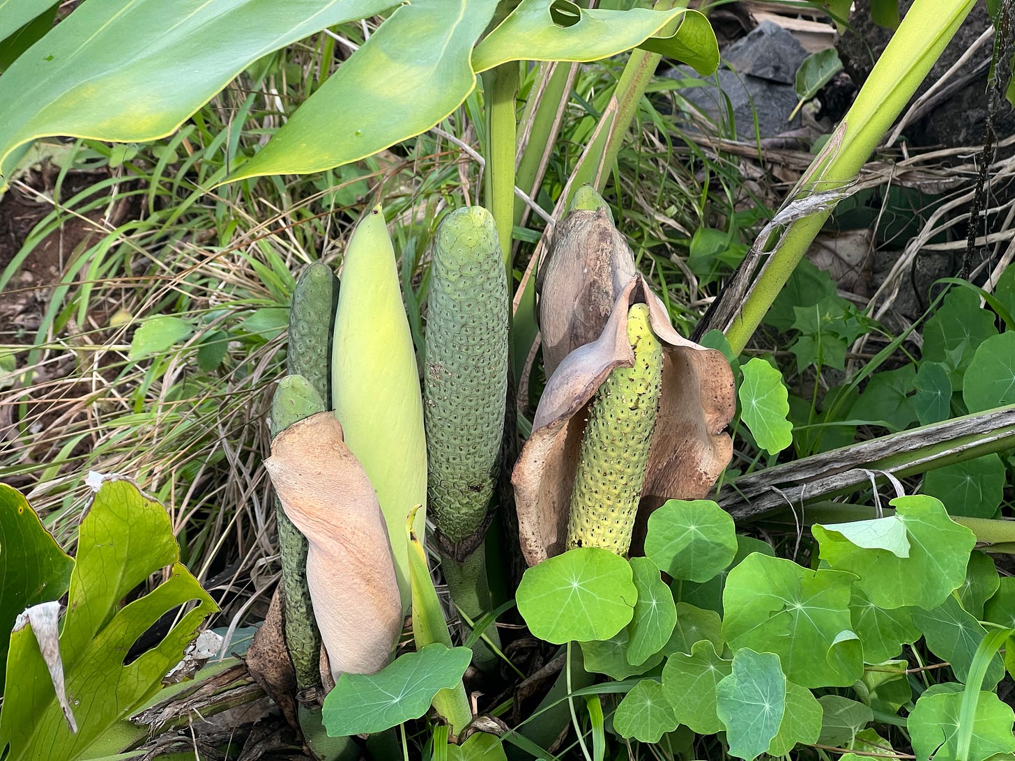 Monstera deliciosa fruit growing on a wild plant