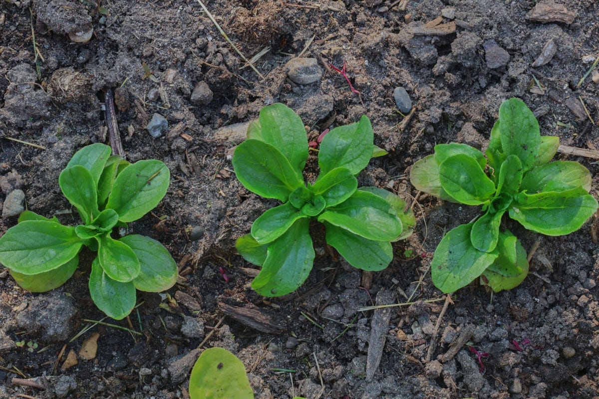 Mâche plants